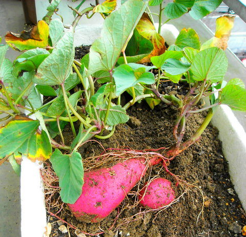 プランターで育てたさつまいも