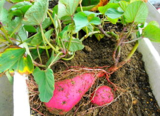 プランターで育てたさつまいも