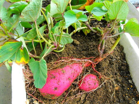 【家庭菜園におすすめ】お家で簡単にプランターでさつまいもを育てる方法
