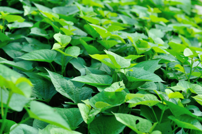 green sweet potato leaves in growth at garden さつまいもの葉