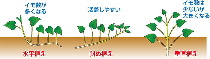 お家で簡単にプランターでさつまいもを育てる方法 おいも美腸研究所