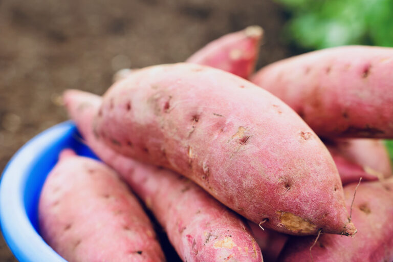 さつまいもに含まれている食物繊維はどれくらい？食物繊維から得られる効果も紹介！