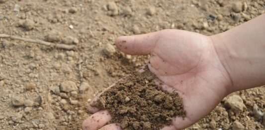 さつまいもの栽培におすすめの肥料とは？やり方や元肥・追肥の注意点なども解説！