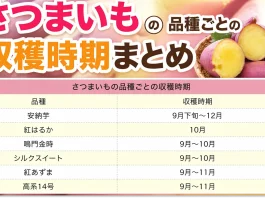 さつまいもの収穫時期まとめ