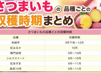 さつまいもの収穫時期まとめ
