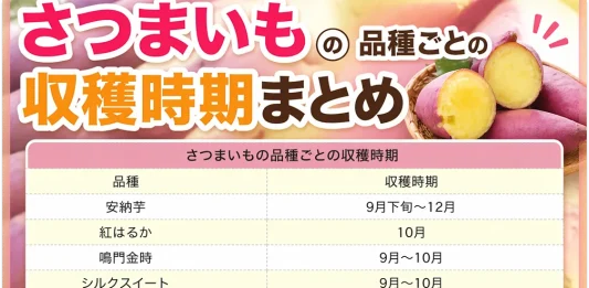 さつまいもの収穫時期まとめ