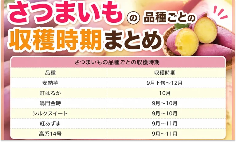 さつまいもの収穫時期は葉と茎に注目！ベストなタイミングの見極め方を解説