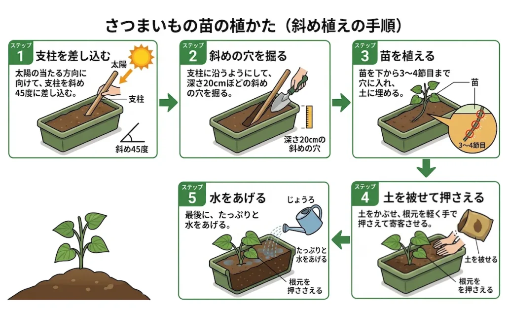 さつまいもの苗の植え付け方