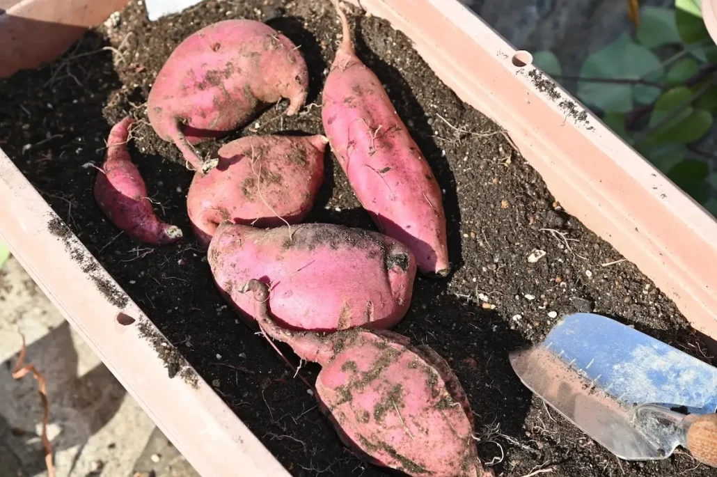 プランターに植えたさつまいもの収穫方法