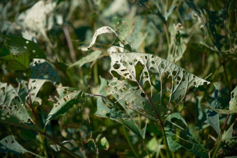 さつまいも栽培の害虫対策を解説！発生しやすい害虫の種類と駆除方法を紹介！